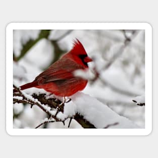 Winter Cardinal 4 Sticker